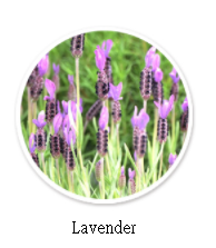 lavender1.png