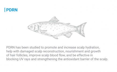 VELASH EXO PLUS Exosome + PDRN Premium Scalp Advanced Solution