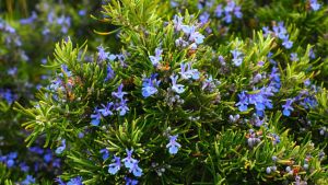Natural and pure rosemary essential oil at manufacturing price