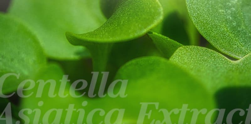 Stem Cell Mineral Moisture All-in-One Lotion