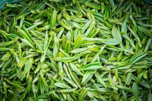 Organic High Quality CBD Green Tea Essential Oil in Aromatherapy