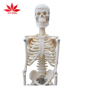 Hot selling for Medical educational supply 45cm human skeleton model