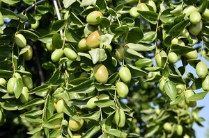 Jojoba Carrier Oil Wholesale Price