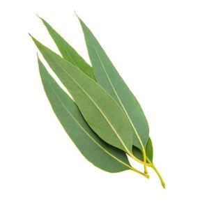 Organic Eucalyptus Oil For Cosmetic & Aromatherapy