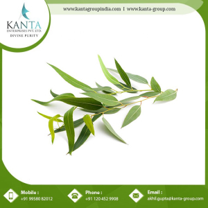 Wholesale Price Eucalyptus Globulus 70% Oil Essential Oil