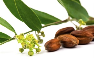 biggest supplier of jojoba oil cold pressed