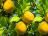 Lemon Terpenes - MCI Miritz