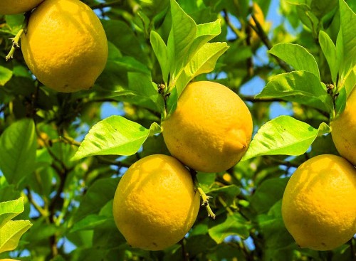 Lemon Terpenes - MCI Miritz