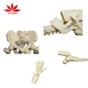 Hot selling for Medical educational supply 45cm human skeleton model