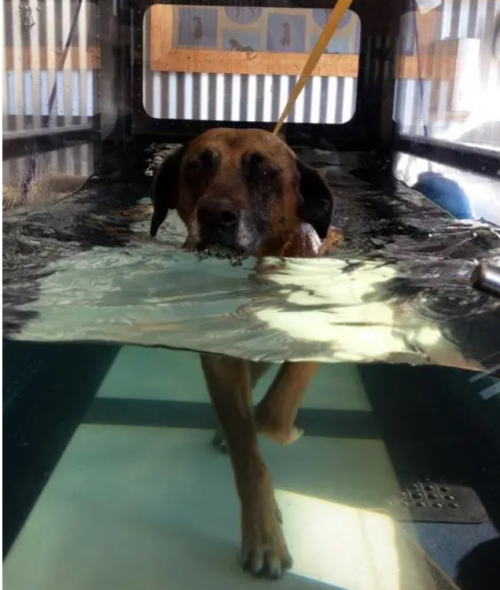 Multi-functional Underwater Treadmill For Canine Rehabilitation Hydrotherapy