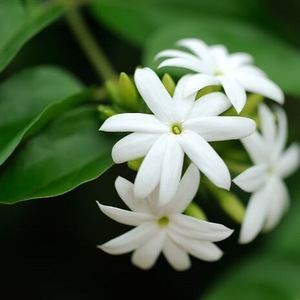 Jasmine Hydrosol Manufacturer