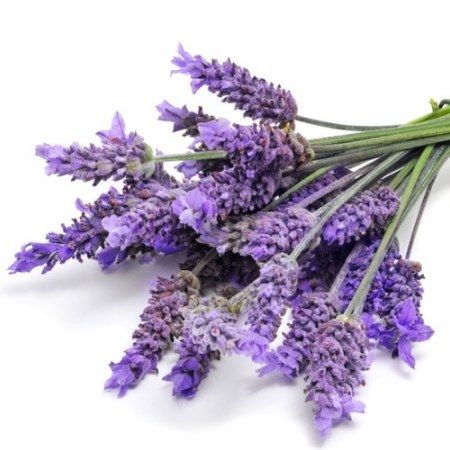 Lavender Essential oil