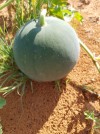 Kalahari Melon Seed Oil (Organic)