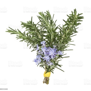 Natural and pure rosemary essential oil at manufacturing price