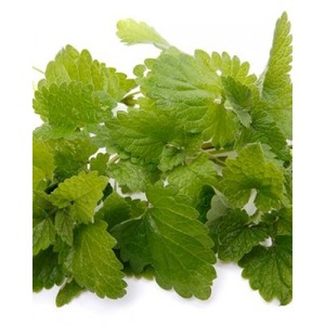 100% pure & natural mentha arvensis peppermint mint mentha essential oil