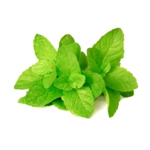 100% pure & natural mentha arvensis peppermint mint mentha essential oil