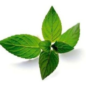 Manufacturer of 100% Pure and Fresh Mentha Piperita Essential Oil