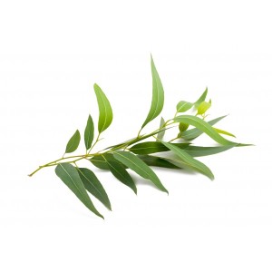 Organic Eucalyptus Oil For Cosmetic & Aromatherapy