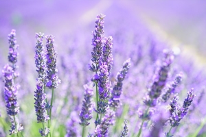 Pure Lavender essential oil