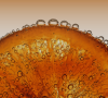 DLMNN - D-Limonene TBI (MCI Miritz)