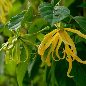 100% Pure & Natural Ylang Ylang Essential Oil