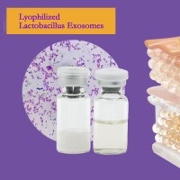 Lyophilized Lactobacillus Exosomes