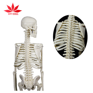 Hot selling for Medical educational supply 45cm human skeleton model