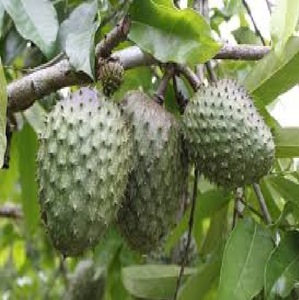 PURE AND NATURAL CUSTARD APPLE SEED OIL FAST DELIVERY