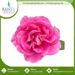 Good Quality Rose Otto Essential Oil Essential Oil from India