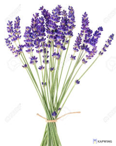 Lavender Essential Oil