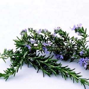 Essential natural body massage rosemary oil bulk product