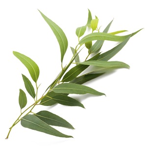 Eucalyptus Oil Bulk Wholesale Natural Essential Oil