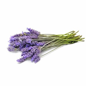 Professional Make Natural Lavender Hydrosol