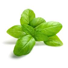 100% Pure Natural Basil Hydrosol
