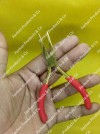 3 holes plier Hair Extensions Plier (GOLD) Red PVC GRIP