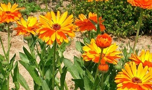 Fresh Calendula Carrier Oil at 100% Purity with Amazing Benefits & Uses