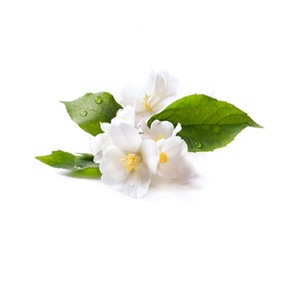 Buy 100% Pure Natural Jasmine Hydrosol for Skin Care with High Quality