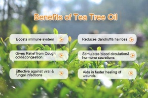 Eco-Friendly 100% Pure Tea Tree Oil from China