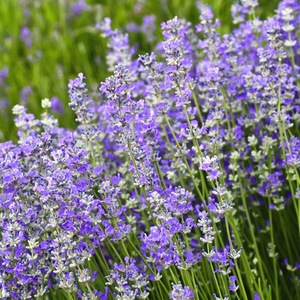 pure organic lavender oil High Quality Perfume Fragrance Oil