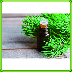 10ml Essential Pine Needle Oil 100 Pure and Natural Aromatherapy Grade Essential Oil