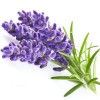 Lavender Oil Kashmir