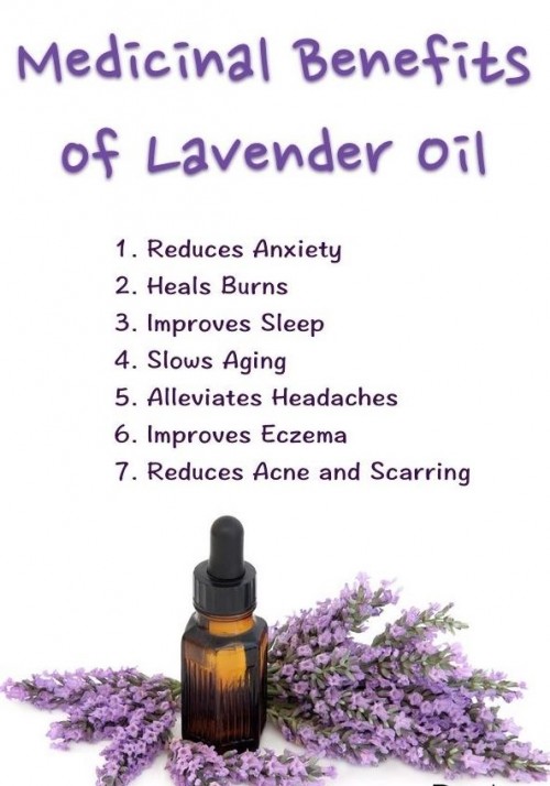 Lavender Oil Kashmir