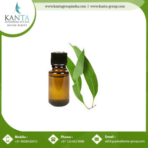 100% Natural Bulk Eucalyptus Oil Essential Oil