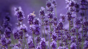 100% Pure & Natural Lavender Oil