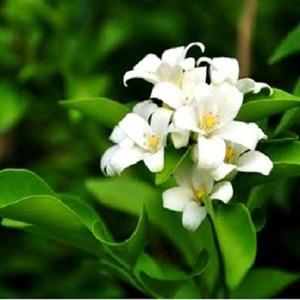 Jasmine Hydrosol Manufacturer