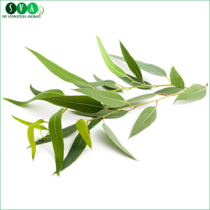 Organic Lemon Eucalyptus Essential Oil at Low Price