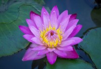 Blue Lotus Absolute