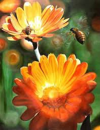 Fresh Calendula Carrier Oil at 100% Purity with Amazing Benefits & Uses