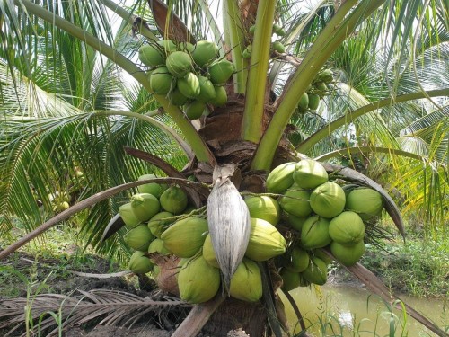 fresh sweet coconut