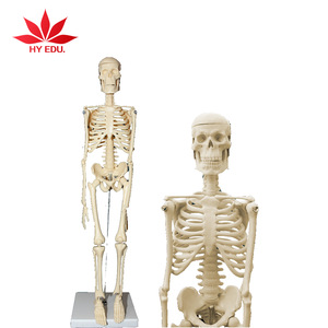 Hot selling for Medical educational supply 45cm human skeleton model